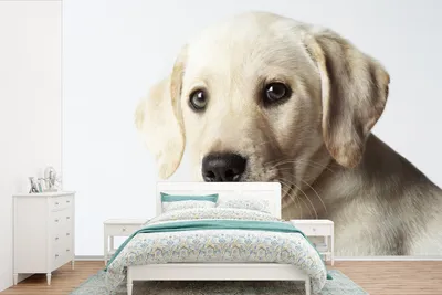 Produktbild von MuchoWow® Fototapete für Wohnzimmer oder Schlafzimmer Wandtapete Vinyl Motivtapete Labrador Welpe Portrait - 600x400 cm - Vinyltapeten
