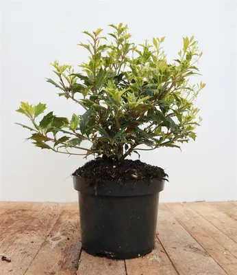 Produktbild von Osmanthus heterophyllus 'Tricolor', buntes Laub, 30–40 cm