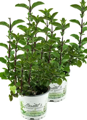 Produktbild von Enseleits 2er Set Minze Hillarys sweet lemon, Minze Pflanze, Winterharte Kräuter Pflanze!