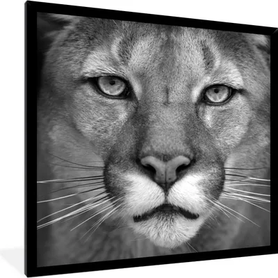 Produktbild von MuchoWow® Gerahmtes Poster Panther - Wildlife - Schwarz - Weiß 40x40 cm - Poster mit Schwarzem Bilderrahmen Wandposter Rahmen Foto Bilder - Mit Rahmen - Wanddekoration Schlafzimmer