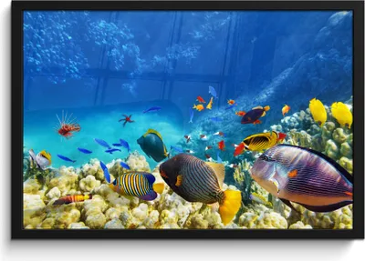 Produktbild von MuchoWow® MuchoWow® Gerahmtes Poster Meer - Fische - Korallen - Unterwasserwelt 60x40 cm - Poster mit zchwarzem Bilderrahmen - Printing - Wanddeko Schlafzimmer