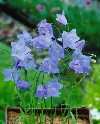 Produktbild von Campanula rotundifolia 'Olympica', Glockenblume, blau, ca. 9x9 cm Topf