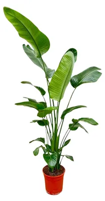 Produktbild von Strelitzia Nicolai - 175-200cm - Ø27cm - Zimmerpflanze - Immergrün