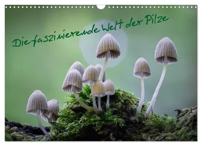 Produktbild von Die faszinierende Welt der Pilze (Wandkalender 2027 DIN A3 quer), CALVENDO Monatskalender