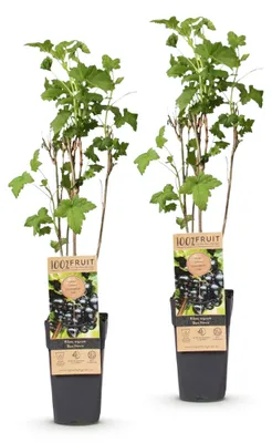 Image de Green boutiQ - Arbre fruitier - Ribes nigrum Ben Nevis - Plante à baies - Rustique - Cassis - 2 plants - Pot de 15 cm - Hauteur 50 cm