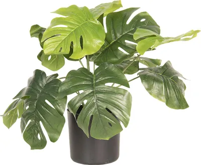 Zdjęcie produktu dla Clayre & Eef sztuczna roślina 40 cm zielony plastik