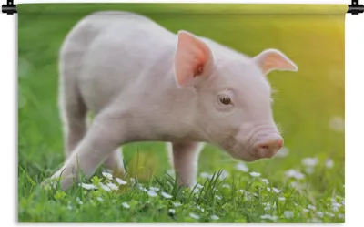 Produktbild von MuchoWow® Wandteppich Wandbehang Tiere - Ferkel - Schwein 90x60 cm Tapisserie Dekoration Wandtuch - Wandskulpturen - Bildteppich