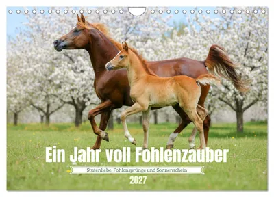 Produktbild von Ein Jahr voll Fohlenzauber (Wandkalender 2027 DIN A4 quer), CALVENDO Monatskalender