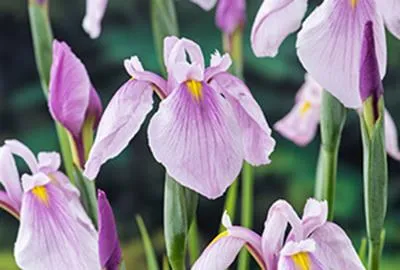 Image de 6 x Iris laev. 'Rose Queen' - Glattblatt-Schwertlilie 'Rose Queen - Topf 9 x 9 cm