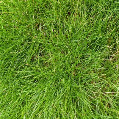 Obrázek produktu pro Festuca gautieri – ovsík okrasný, 60 rostlin, průměr 9 cm, výška 10–25 cm, stálezelená okrasná rostlina
