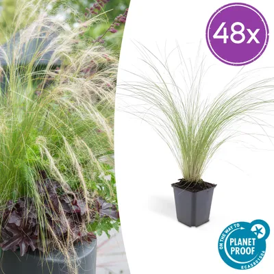 Image de Stipa tenuissima 'Ponytails' | 48 pièces - 10-25cm - Ø9cm - Plante de jardin
