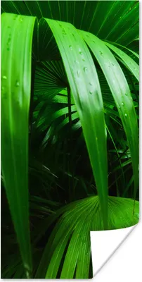 Produktbild von MuchoWow® Poster Palmenblätter im Dschungel 20x40 cm - Plakat - Foto