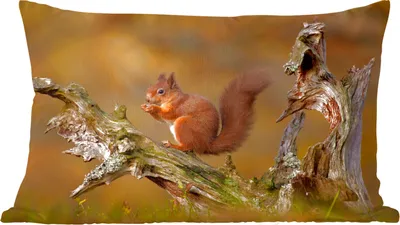 Produktbild von MuchoWow® Zierkissen Sofakissen Wohnzimmer Dekokissen 50x30 cm Eichhörnchen - Baumstamm - Wald - Wohnzimmerdekoration - Polster mit Photo