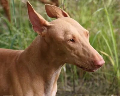 Produktbild von Hunde Kunstdruck Bild - Pharaonenhund, Portrait (40 x 50 cm)