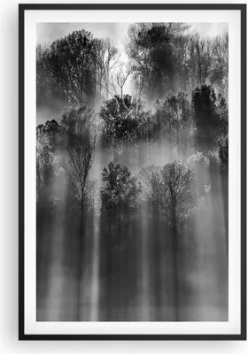 Produktbild von Gerahmtes Poster - Schwarzer Rahmen - Bäume drinnen Nebel - 61x91,5 cm - Wand Bild - Wanddeko - Wandbilder - Kunstposter - Wandposter - Bilderrahmen - Bilder - Kunstdruck - P2BPA61x91-4889