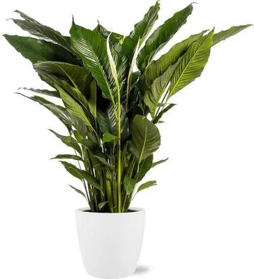 Produktbild von Spathiphyllum Sweet Sebastiano Einblatt – Zimmerpflanze Ø24cm – ca. 110cm hoch – Mit Topf Brüssel Weiß Ø25x23cm – Elegante Friedenslilie – Für hellen bis halbschattigen Standort