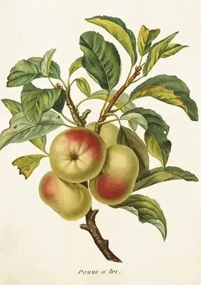 Imagen del producto de Tarjeta de felicitación B6 con sobre, diseño de manzanos