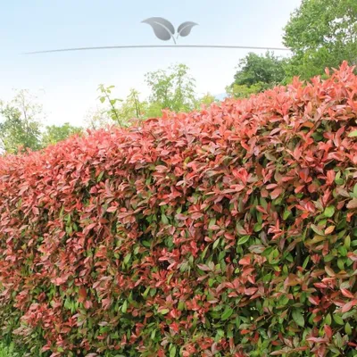 Produktbild von Glanzmispel Photinia Red Robin 175-200 cm im Topf, 50x Heckenpflanze