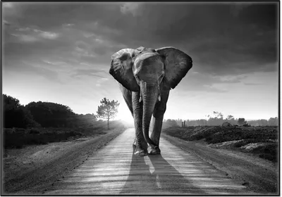 Produktbild von Wallario Wandbild Elefant bei Sonnenaufgang in Afrika schwarzweiß, Größe: 70,30 x 100,30 cm, Poster mit schwarzem Aluminiumrahmen