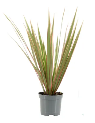 Immagine prodotto di Dracaena bicolore 30 cm