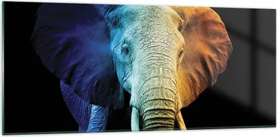 Produktbild von Bilder auf glas - Einteilig - Bunt Elefant Fotografie - 120x50cm - Glasbilder - Wandbilder - Bilder - zum Aufhängen bereit - Wanddekoration aus Glas - Glas Bilder - Wandbild auf Glas - GAB120x50-4768
