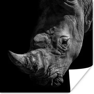 Produktbild von MuchoWow® Poster Nashorn - Wildtier - Porträt 75x75 cm - Wand Dekoration
