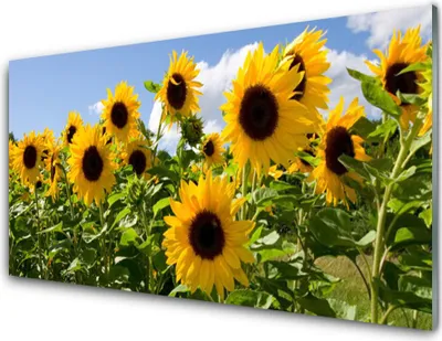 Produktbild von Acrylglasbilder 100x50 Wandbild Druck Sonnenblumen Pflanzen