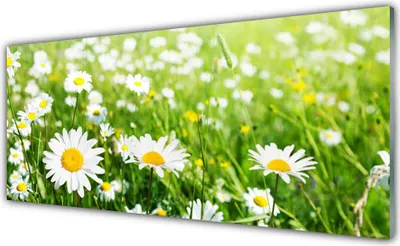 Produktbild von Acrylglasbilder 125x50 Wandbild Druck Gänseblümchen Pflanzen