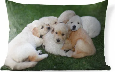 Produktbild von MuchoWow® Outdoor Kissen - Tiere - Welpen - Hunde - 60x40 cm - Wetterfest - Lounge Kissen - Zierkissen - Kissen für Innenräume