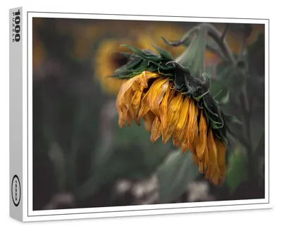 Produktbild von raxxa Premium-Puzzle "Sonnenblume", 1000 Teile
