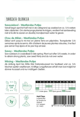 Produktbild von Wirsing Westlandse Putjes | Wirsingsamen von Hortitops