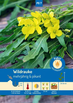 Artikelbild 1 von 'Wildrauke Rucola' aus der Kategorie Rucola- / Raukesamen