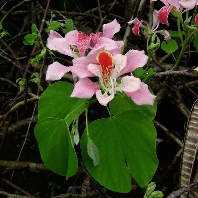 Produktbild von Rosa Orchideenbaum (Bauhinia monandra)  - 5 Samen
