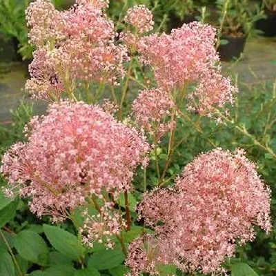 Image de 2 x  Céanothe  - Ceanothus pallidus « Marie Rose »  | 40-50 cm en conteneur