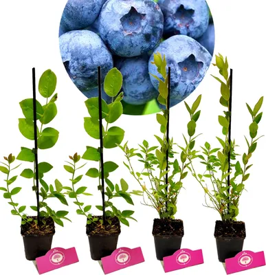 Obrázok produktu pre Sada 4 čučoriedok - Vaccinium corymbosum - Výška 30 cm - 9 cm kvetináč - Mix B