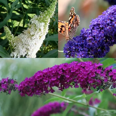 Produktbild von 3 x Sommerflieder-Sortiment: 3er set Schmetterlingsflieder/Buddleja, Duftend und Winterhart | Buddleia 'Empire Blue' + 'Royal Red + White Profusion
