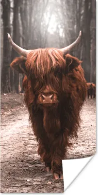 Produktbild von MuchoWow® Poster Schottischer Hochländer - Wald - Kuh - Tiere - Natur 60x120 cm - Wandschmuck