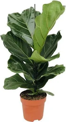 Produktbild von Ficus lyrata Geigenfeige Ø17cm 75cm Zimmerpflanze mit großen Blättern