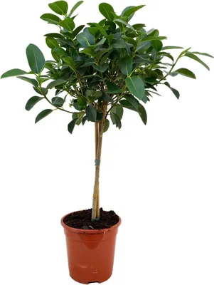 A potted plant on a white background.