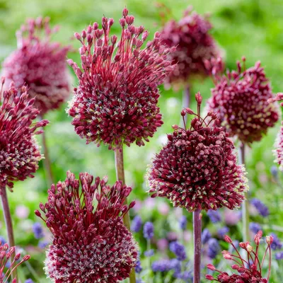 Obrázok produktu pre Allium (cibuľa) – mrazuvzdorná, viacročná rastlina – odroda Red Mohican – 5 cibuľiek – Allium Giganteum – voňavé rastliny z Holandska vhodné do záhrady alebo do kvetináča (väčšie hľúzky, nie semená, nie umelá výsadba)
