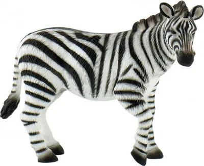 Image de Zèbre