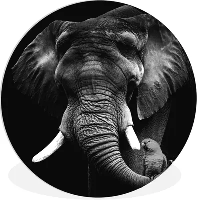 Produktbild von MuchoWow® Rundes Wandbild - Runde Bilder Elefant - Papagei - Zähne - Schwarz - Weiß Ø 30 cm Kreis Wanddekoration Kunststoff - Wandkreis - Wandschmuck - Schlafzimmer - Bilder - Der Kreis - Kunst für die Wohnung - Plastik - Kunstdruck - Wandbild