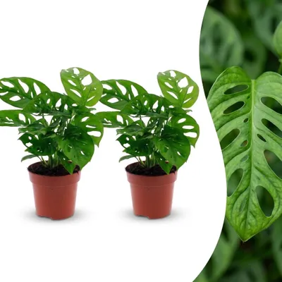 Produktbild von Green boutiQ - Monstera Adansonii - Monstera Adansonii - 2 Pflanzen - Topf 12cm - Höhe - 25cm