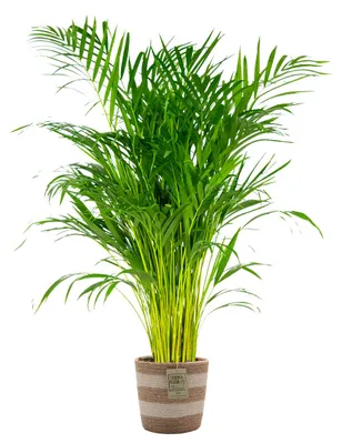 Produktbild von Dypsis Lutescens, Goldfruchtpalme, Palme, 100-120 cm, Jutekorb 21 cm