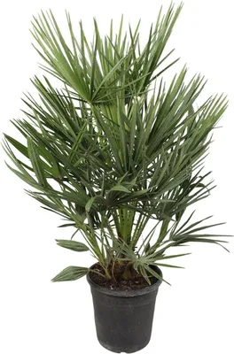 Obrázek produktu pro Zelená trpaslicí palma Chamaerops humilis, pokojová rostlina, 100cm, prumer