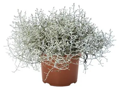 Productafbeelding van JUNAVERA Leucophyta brownii (zilverstruikje) | 18 cm hoog | In 10,5 cm pot | Zilvergrijze structuurplant