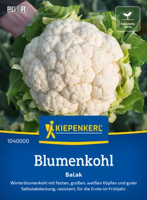 Artikelbild 2 von 'Blumenkohl Balak F1' aus der Kategorie Blumenkohlsamen