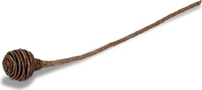 Produktbild von Platyspermum-Dekozweig, 1-Kopf, Länge ca. 25-30cm | Honiglöffel-Zweig