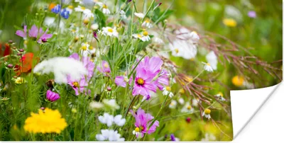 Produktbild von MuchoWow® Poster Blumen - Natur - Grün - Gras - Lila - Weiß 40x20 cm - Poster für die Wand - Poster Schlafzimmer