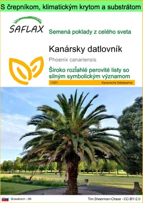 Obrázok produktu pre SAFLAX Garden to go - Kanársky datlovník - Phoenix canariensis - 10 Semená - S črepníkom, klimatickým vekom a pestovateľským substrátom